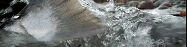 Flipping tail bull trout dryft fishing