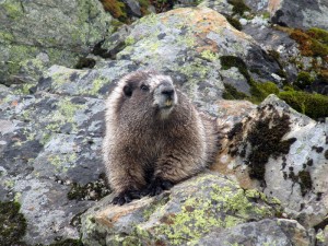 Marmot polar bear substitute