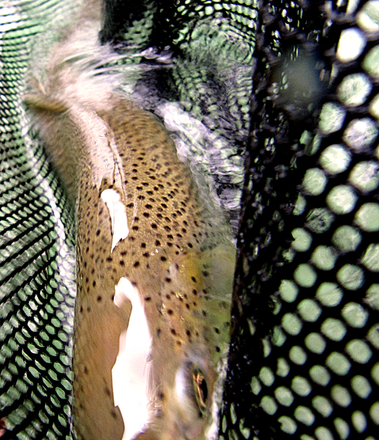 searun cutthroat puget sound