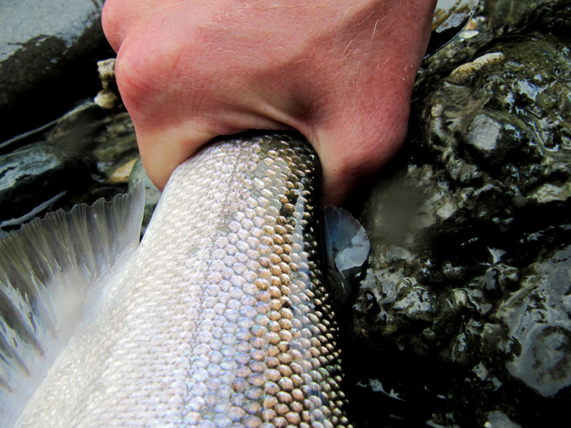 coho-adipose