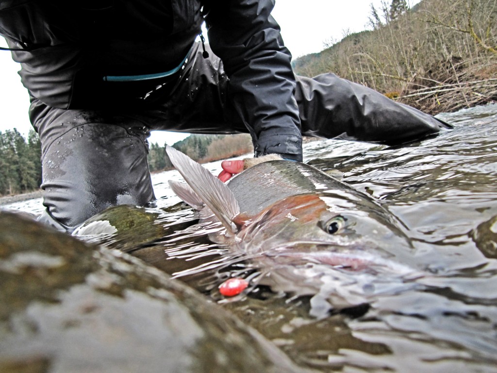 Steelhead fishing in the S13 waders