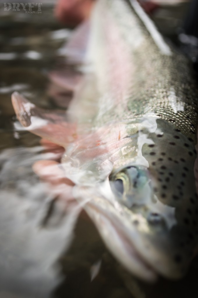 DRYFT Fishing - winter