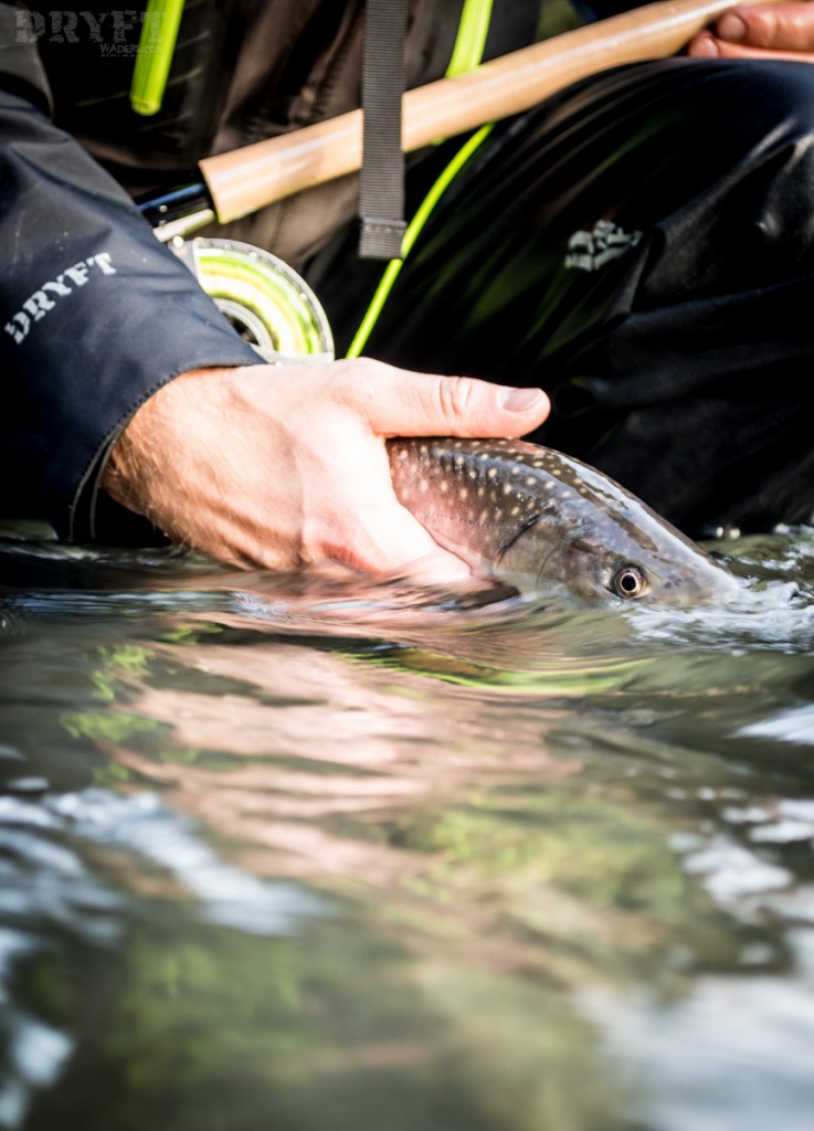 Bull trout
