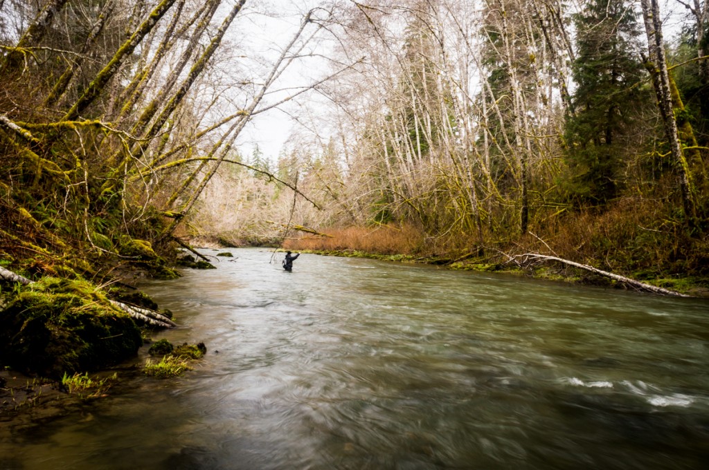 Rainforest fly fishing