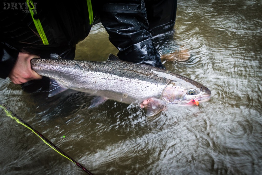 Coastal steelhead
