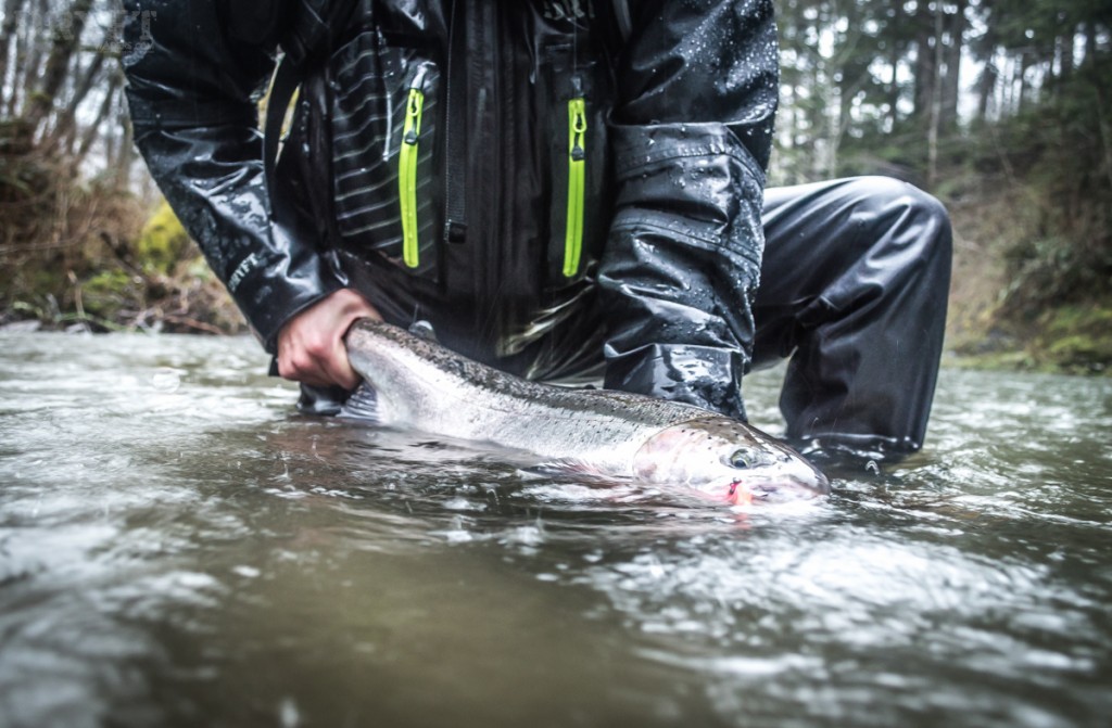 Coastal steelhead