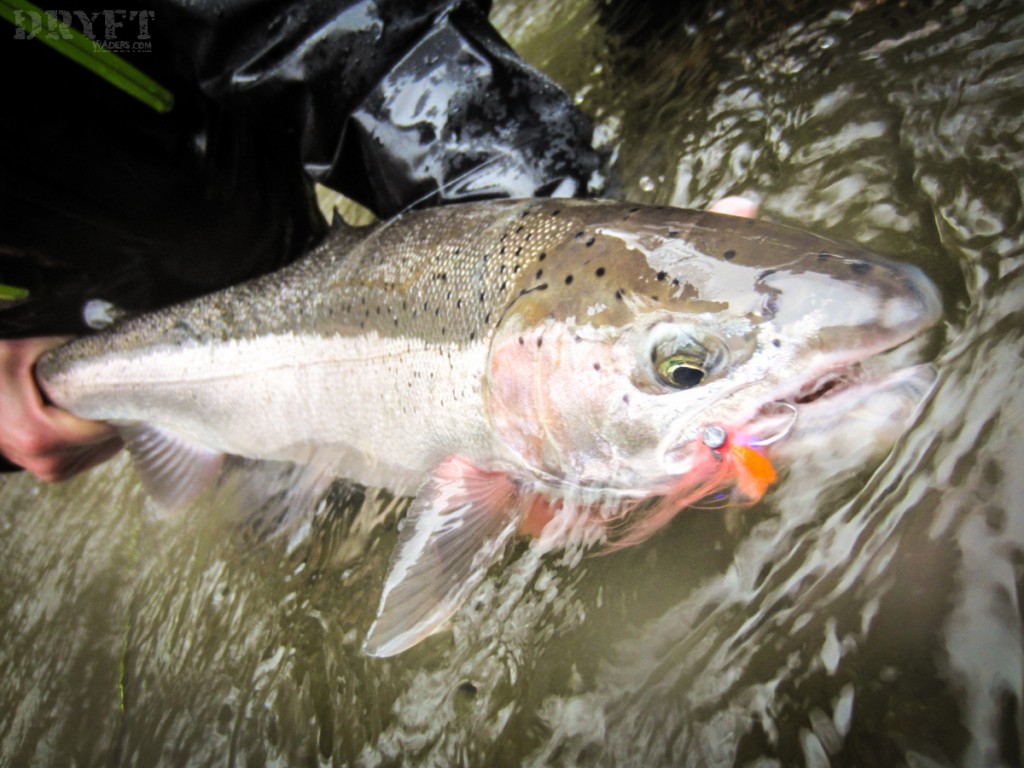 Coastal steelhead