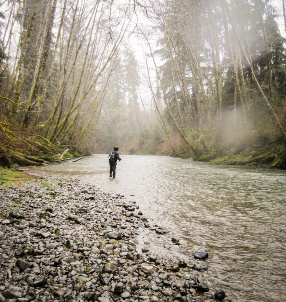 Rainforest fly fishing