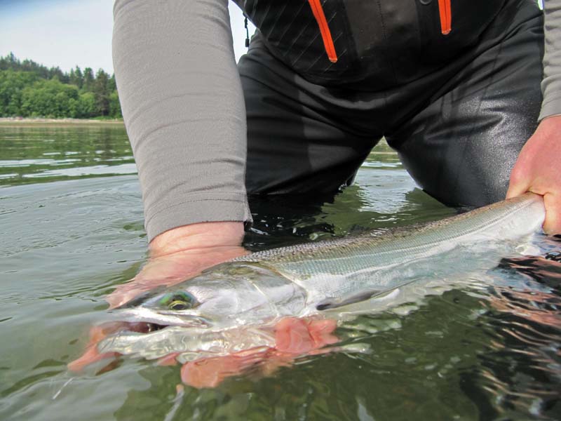 Hatchery resident coho on the fly