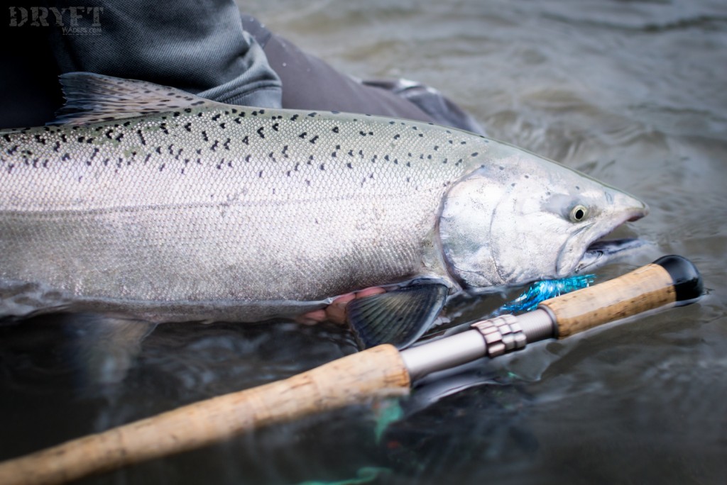 Spring chinook on the fly
