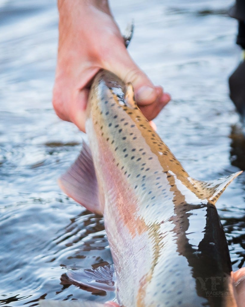 Spring steelhead