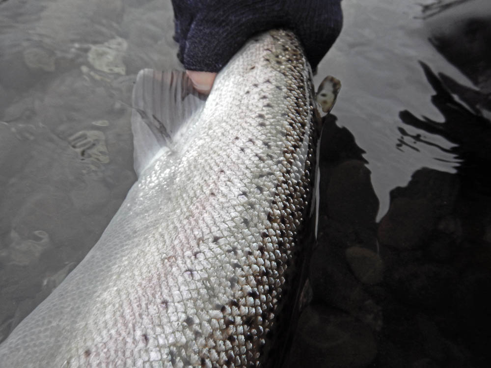 pacific northwest winter steelhead