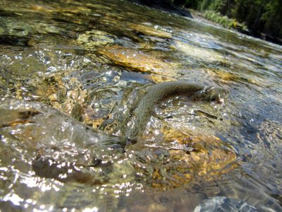 fighting the fight small-stream-rainbow-trout-fly-fishing