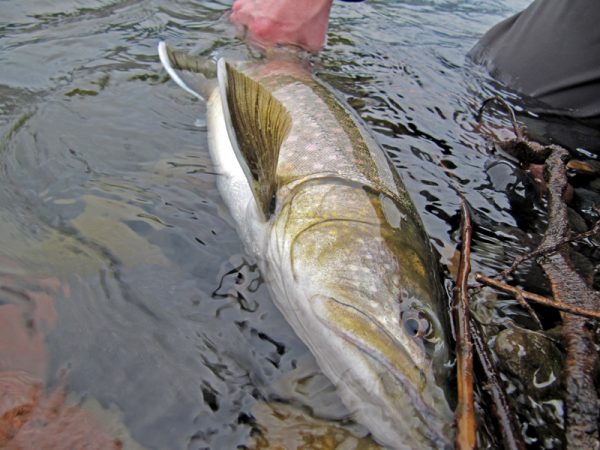 Big bull trout fly fishing lifestyle
