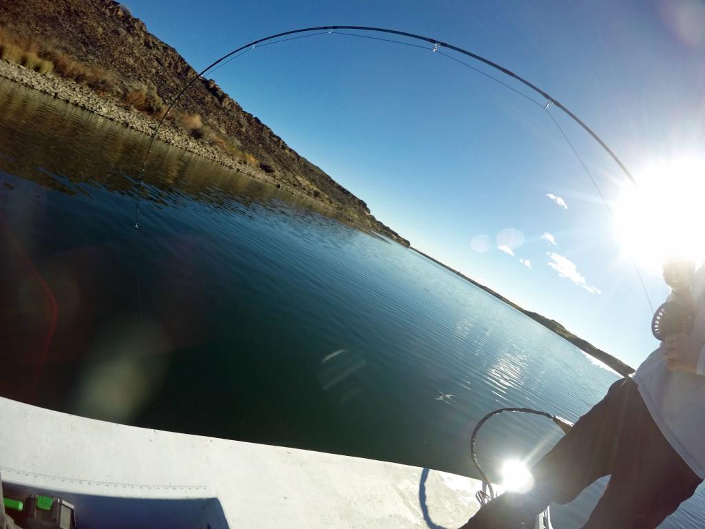 tiger musky fly fishing washngton - dryft