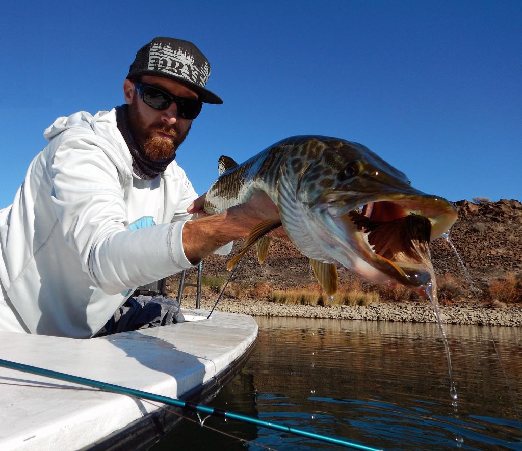 tiger musky fly fishing washngton - dryft